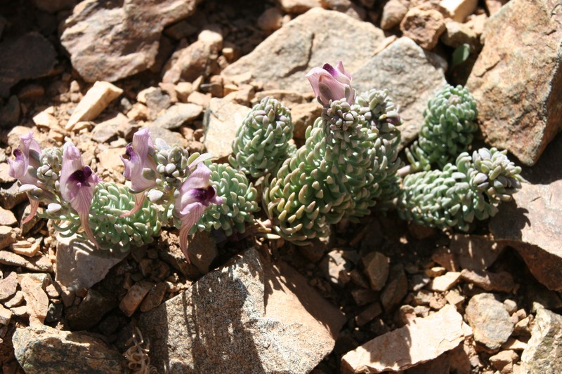 Linaria tristis subsp. lurida photo 4