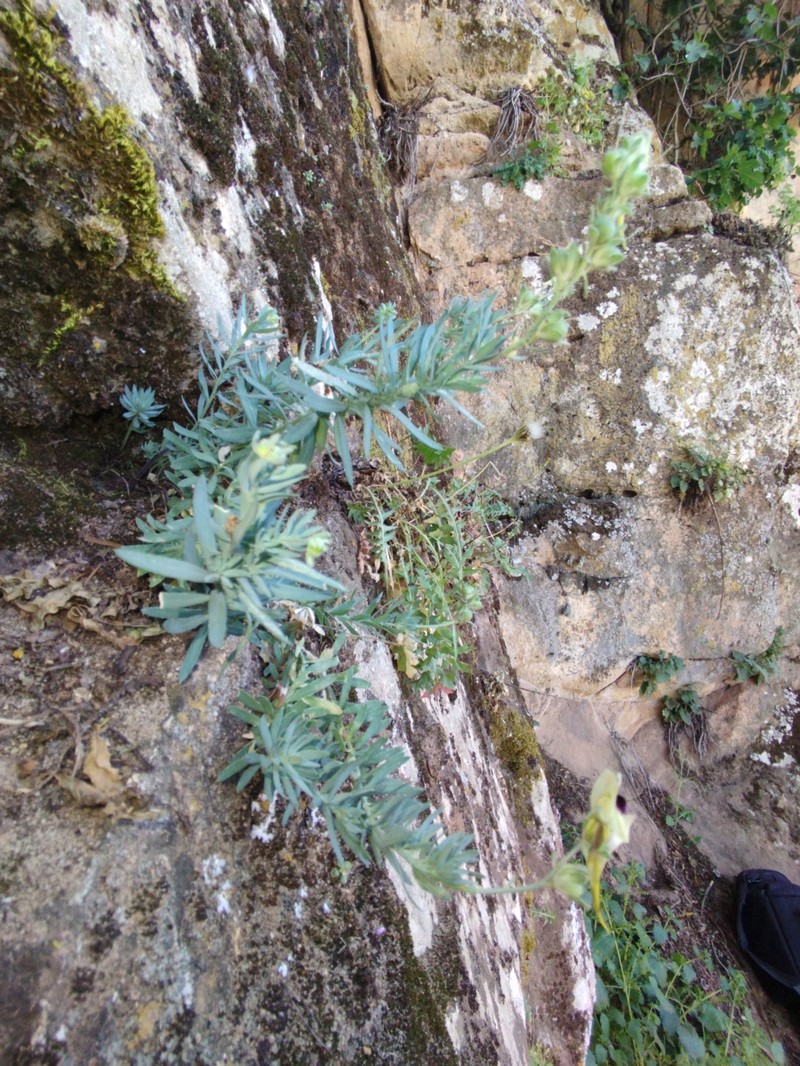 Linaria tristis subsp. marginata