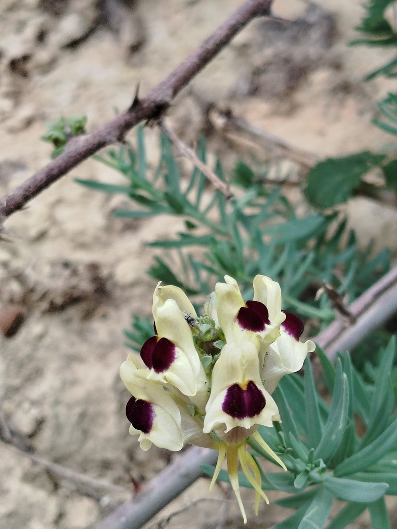 Linaria tristis subsp. marginata photo 2