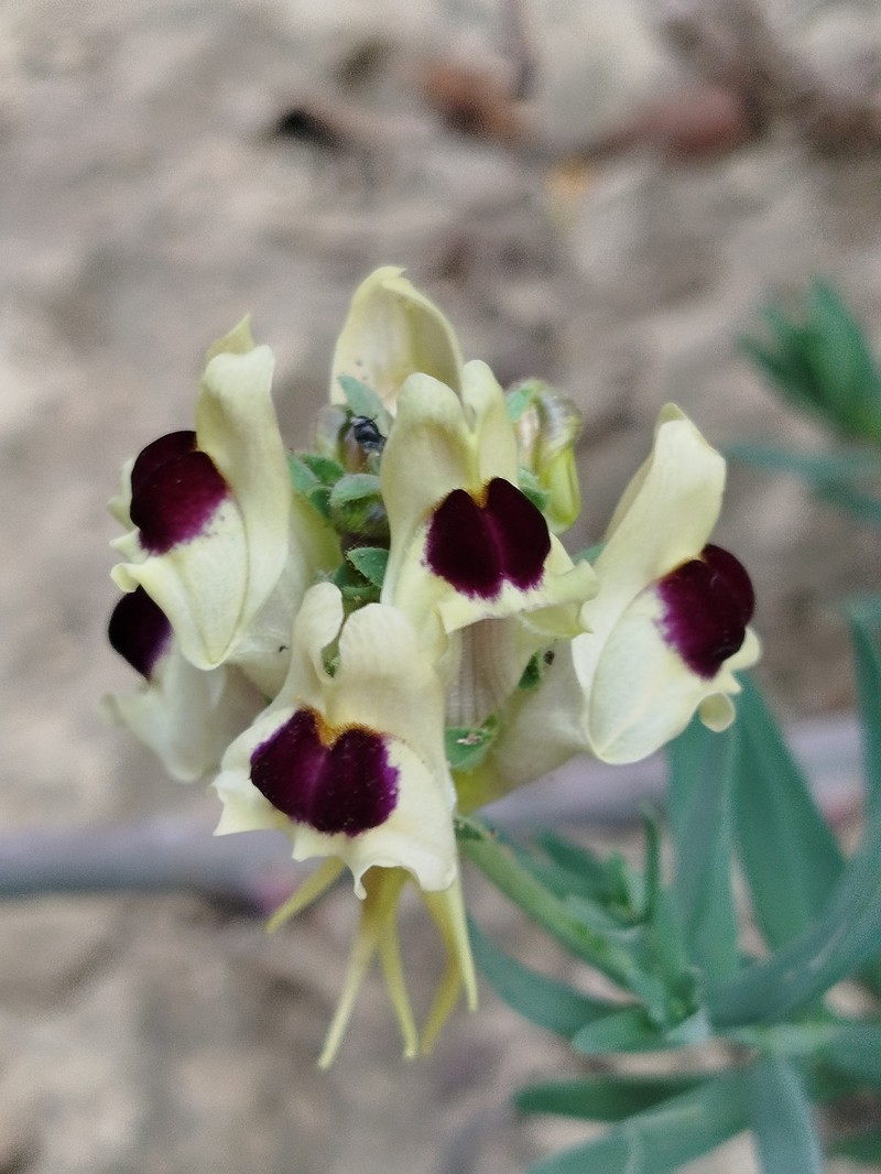 Linaria tristis subsp. marginata photo 3
