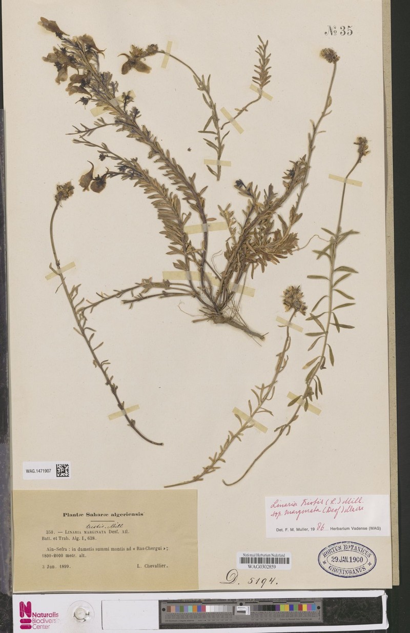 Linaria tristis subsp. marginata photo 4