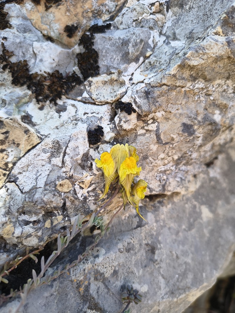 Linaria tristis subsp. pectinata