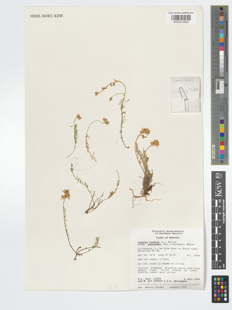 Linaria tristis subsp. pectinata photo 2