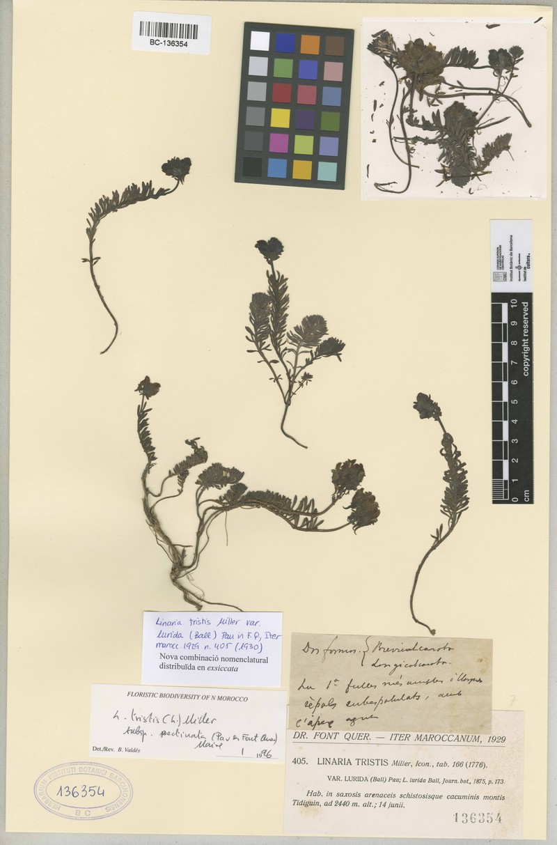 Linaria tristis subsp. pectinata photo 3