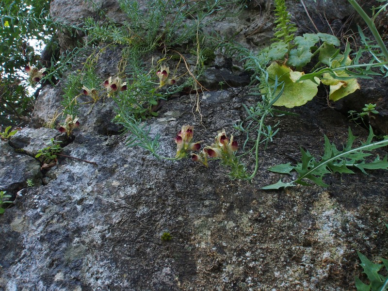 Linaria tristis subsp. tristis