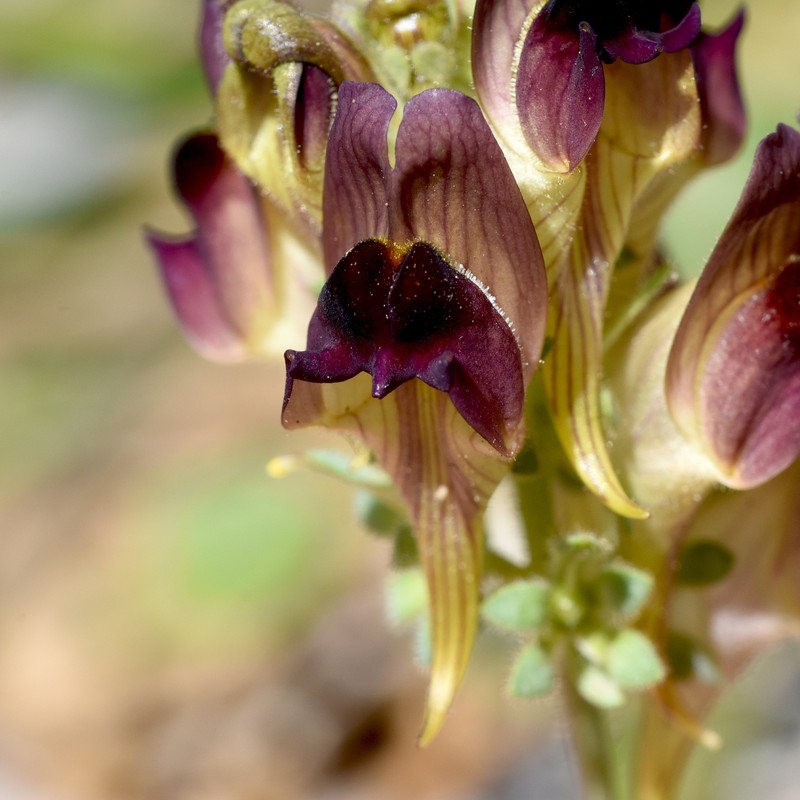 Linaria tristis subsp. tristis photo 2