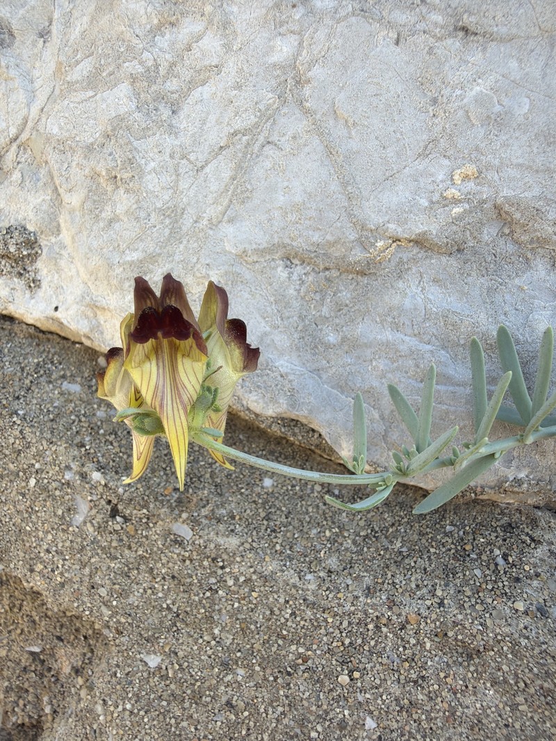 Linaria tristis subsp. tristis photo 3