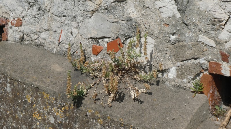 Linaria tristis subsp. tristis photo 4