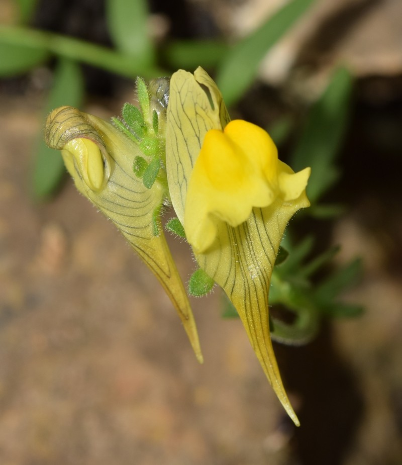 Linaria verticillata subsp. verticillata