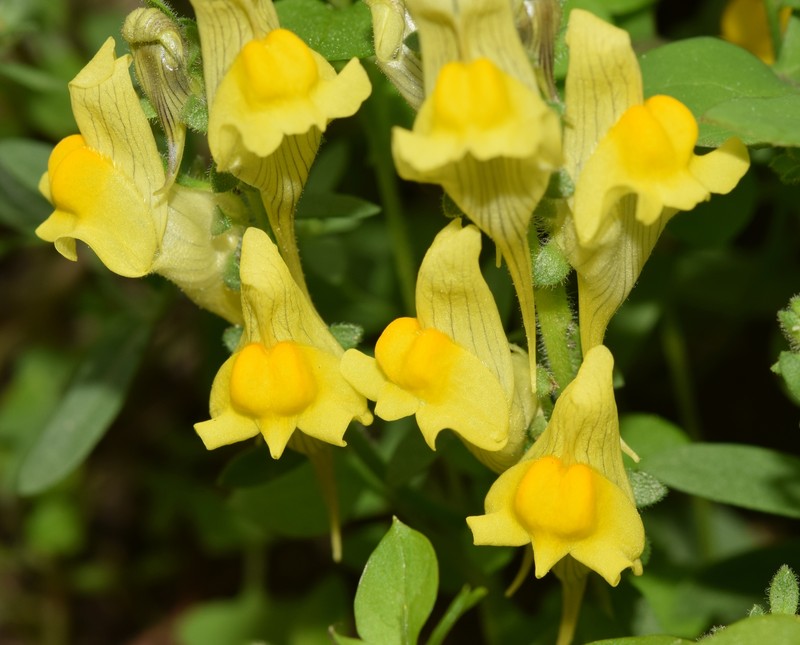 Linaria verticillata subsp. verticillata photo 2