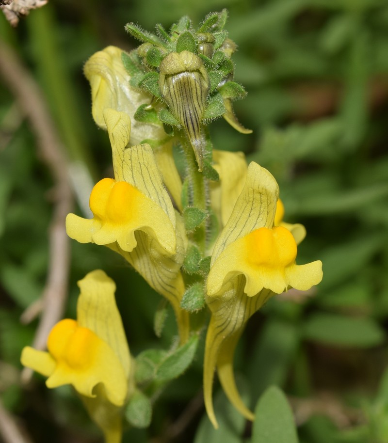 Linaria verticillata subsp. verticillata photo 3