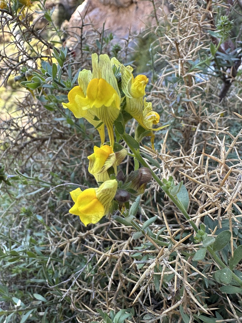 Linaria verticillata subsp. verticillata photo 4