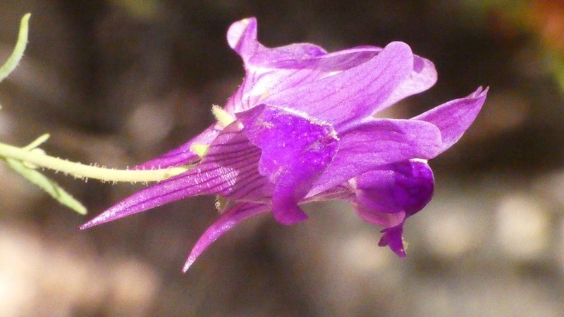 Linaria vettonica