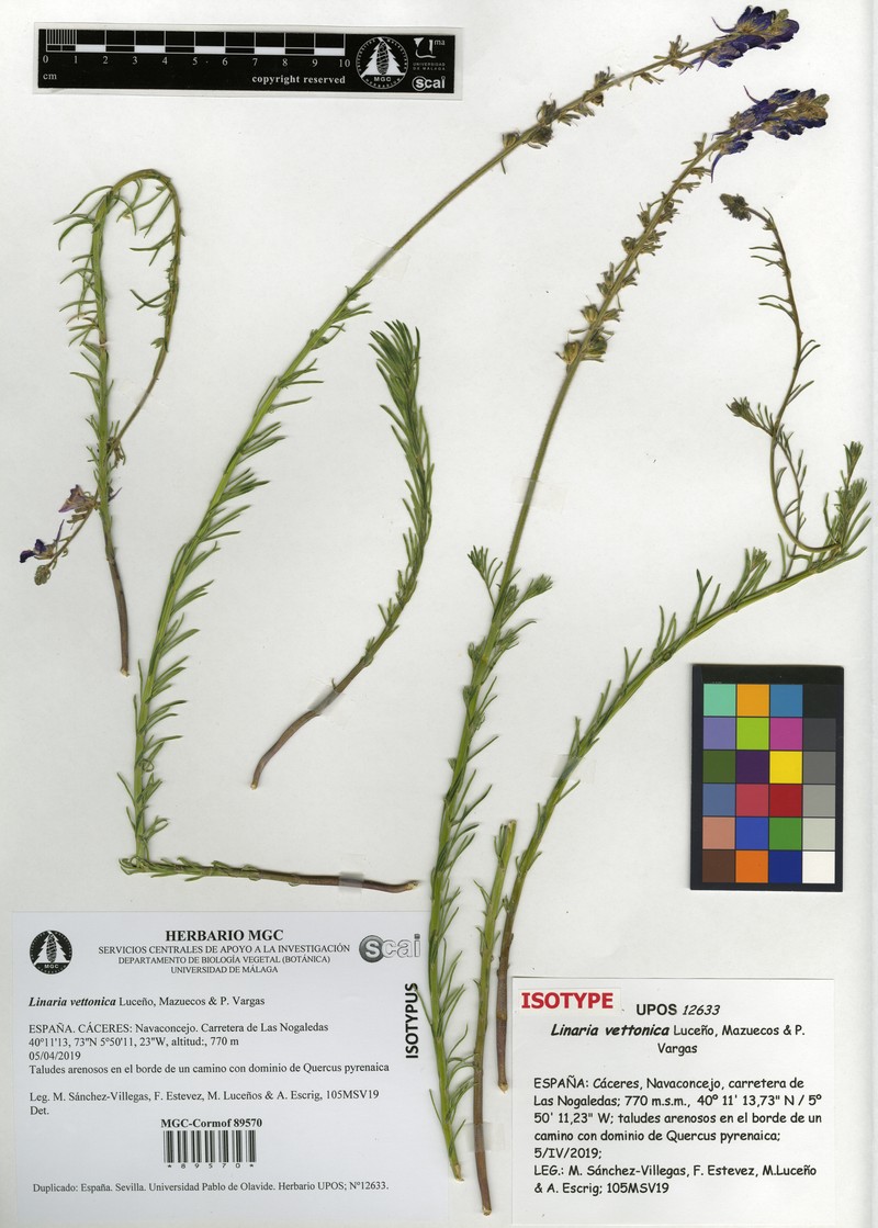 Linaria vettonica photo 3
