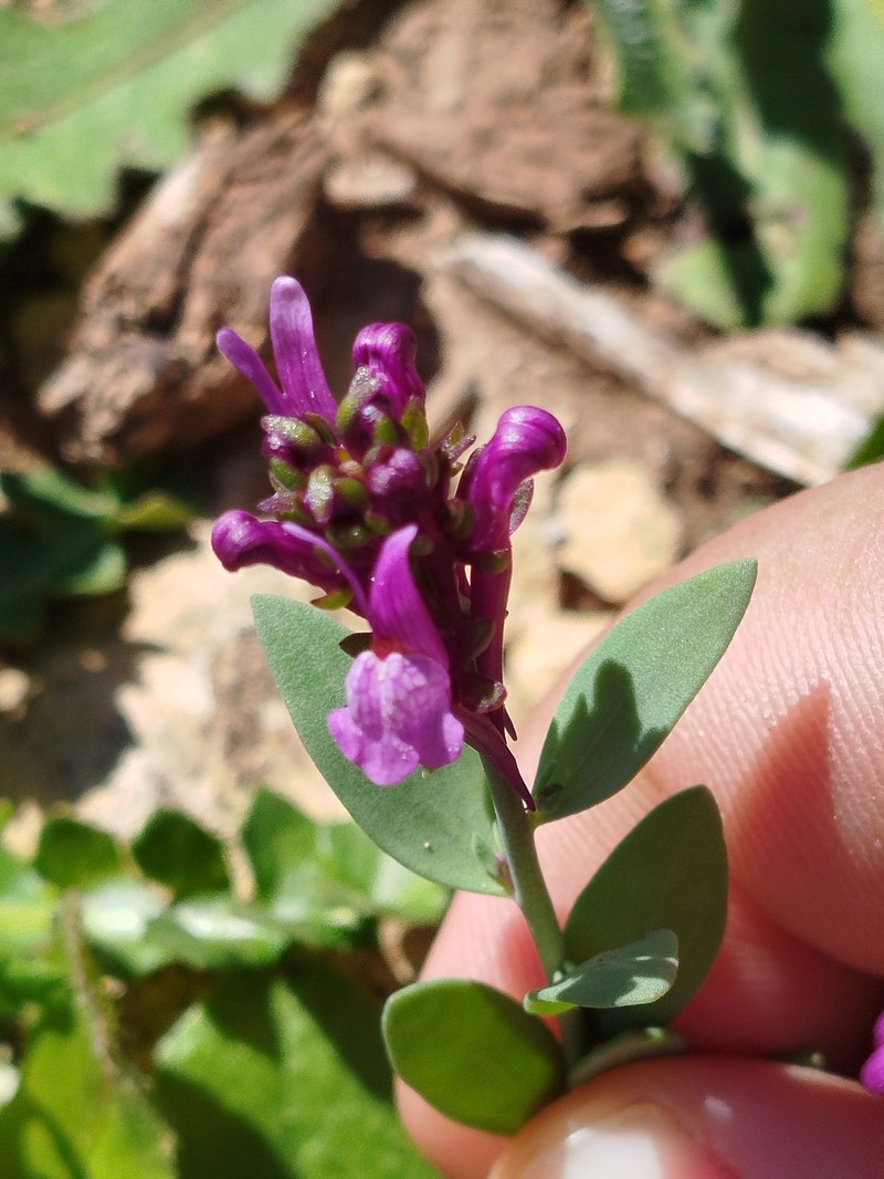 Linaria virgata subsp. algeriensis