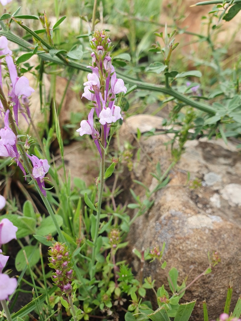 Linaria virgata subsp. virgata