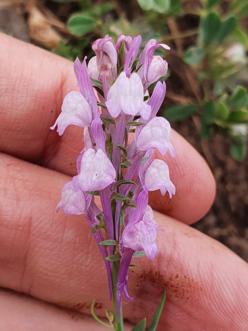 Linaria virgata subsp. virgata photo 2