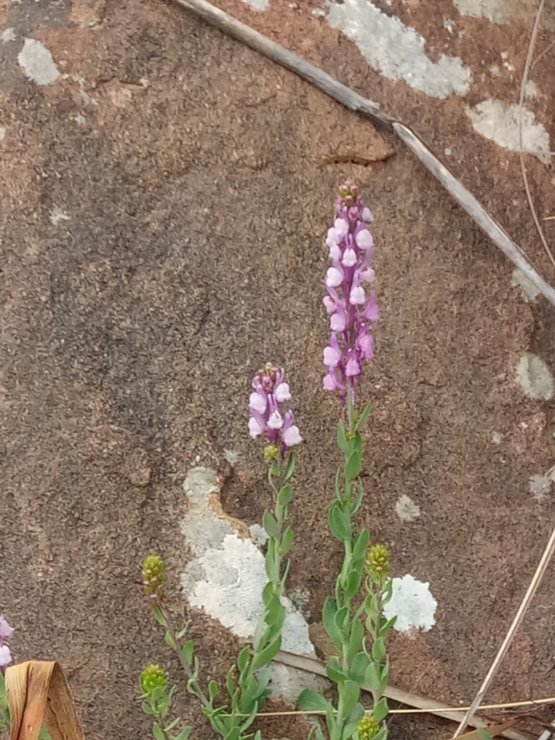 Linaria virgata subsp. virgata photo 3