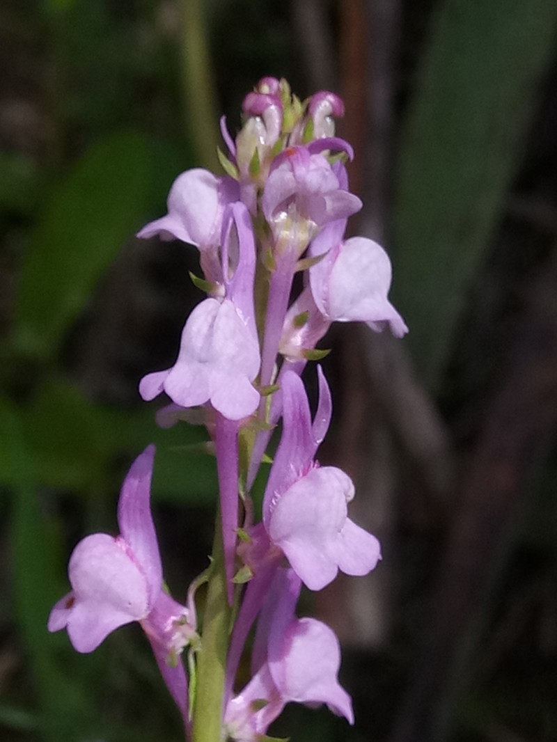 Linaria virgata subsp. virgata photo 4