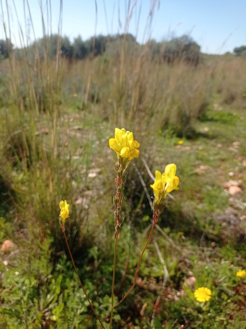Linaria viscosa subsp. viscosa