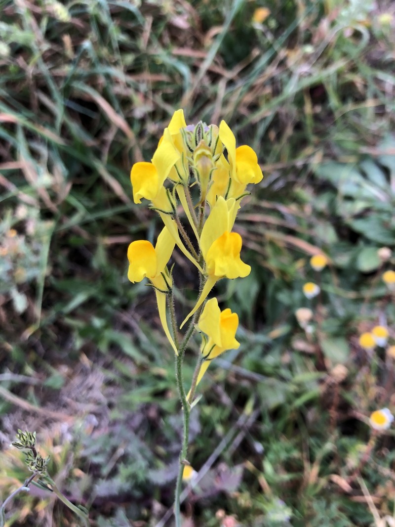 Linaria viscosa subsp. viscosa photo 3