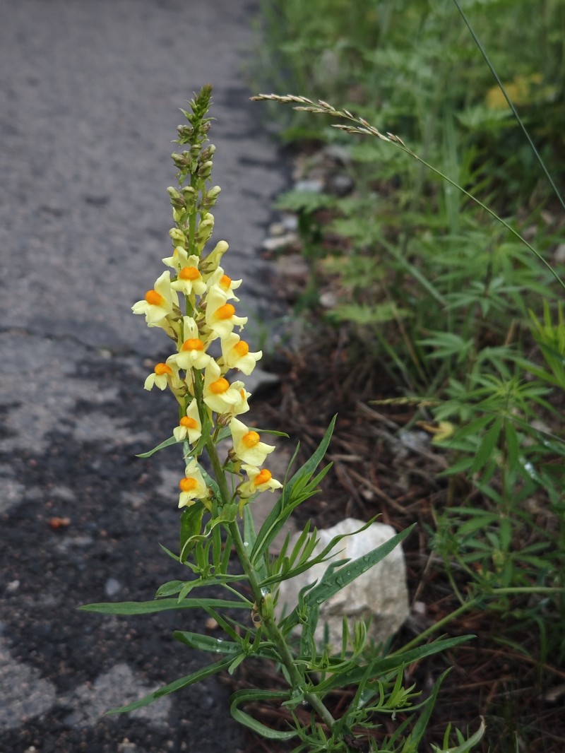 Linaria vulgaris subsp. chinensis