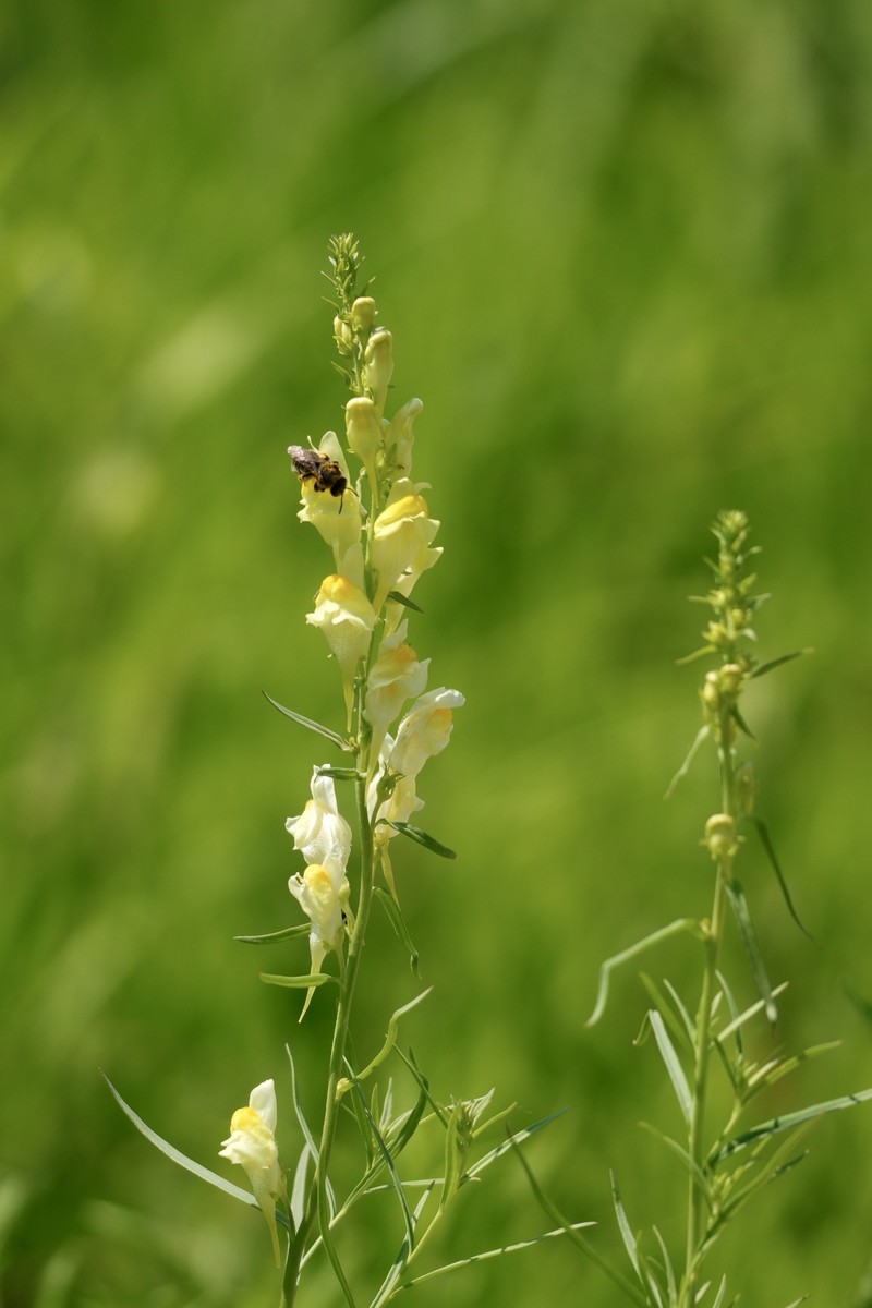 Linaria vulgaris subsp. chinensis photo 2