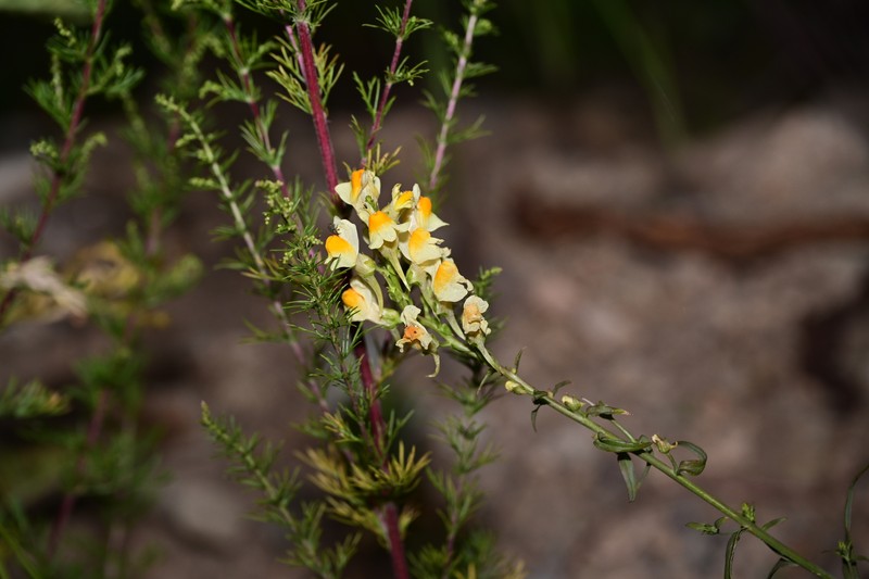 Linaria vulgaris subsp. chinensis photo 3