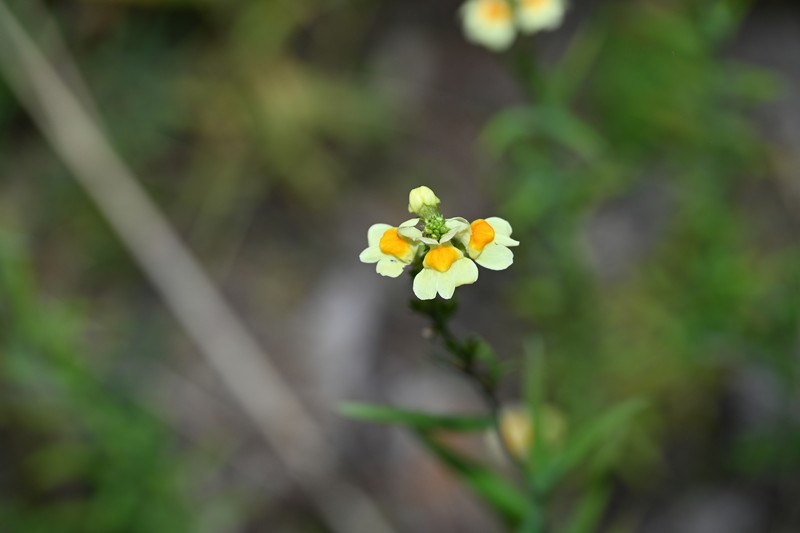 Linaria vulgaris subsp. chinensis photo 4