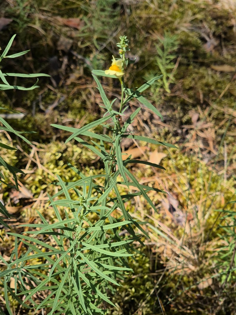 Linaria vulgaris subsp. vulgaris