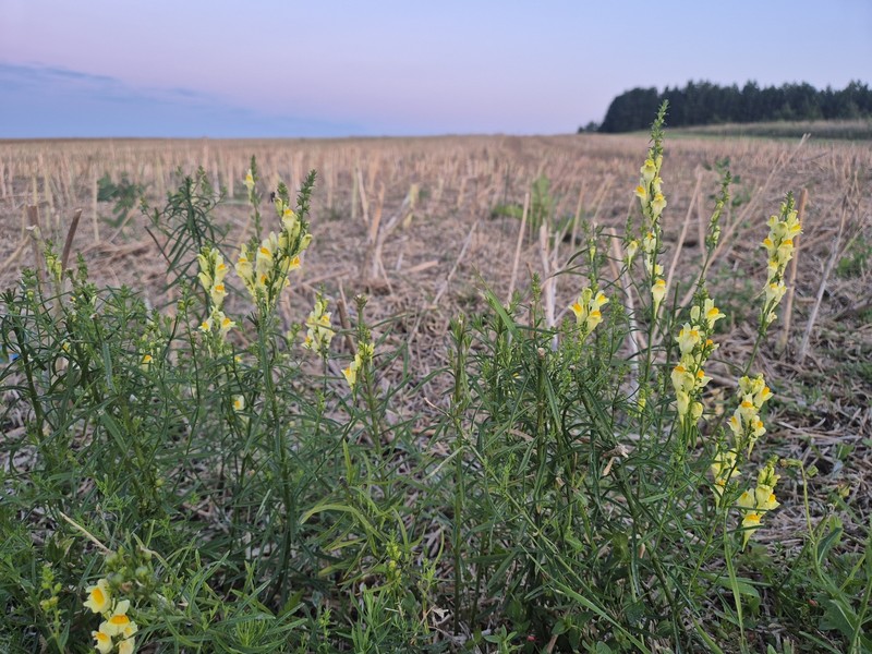 Linaria vulgaris subsp. vulgaris photo 2