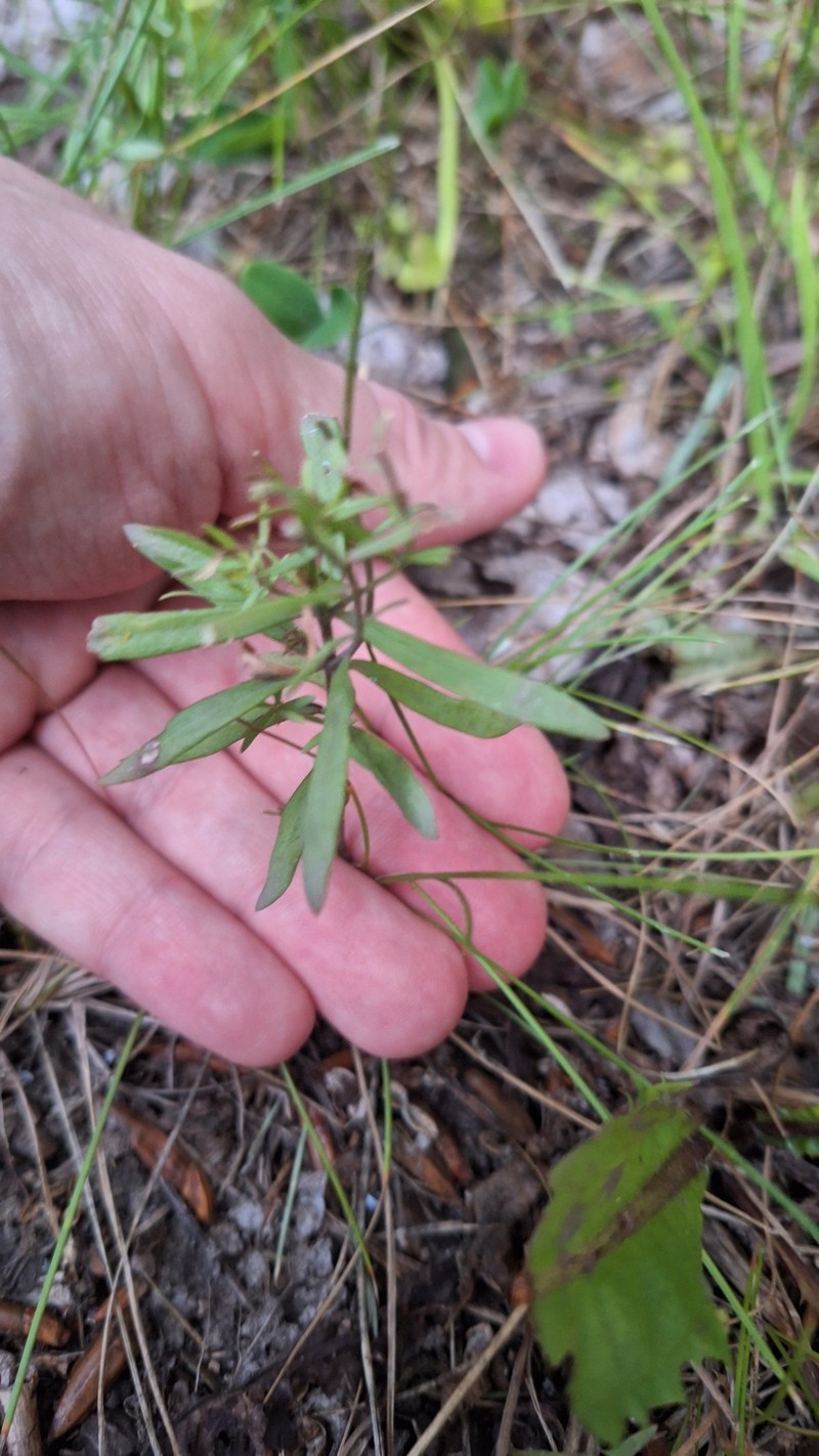 Linaria vulgaris subsp. vulgaris photo 3