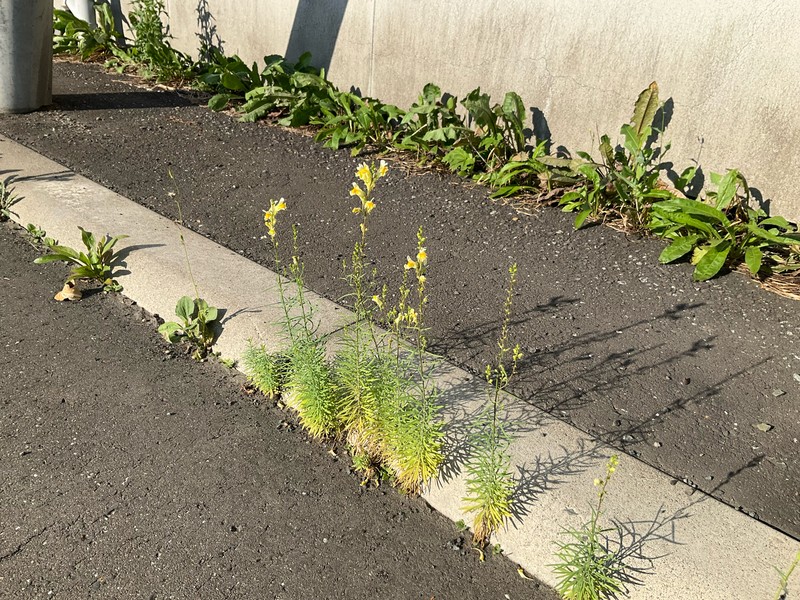 Linaria vulgaris subsp. vulgaris photo 4