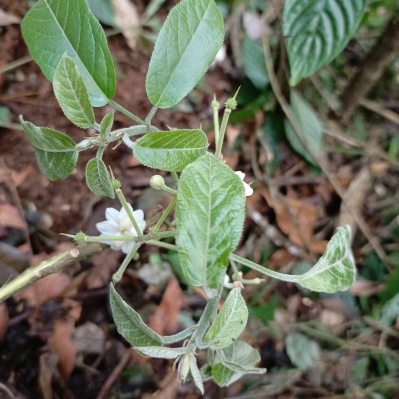 Lindackeria bukobensis
