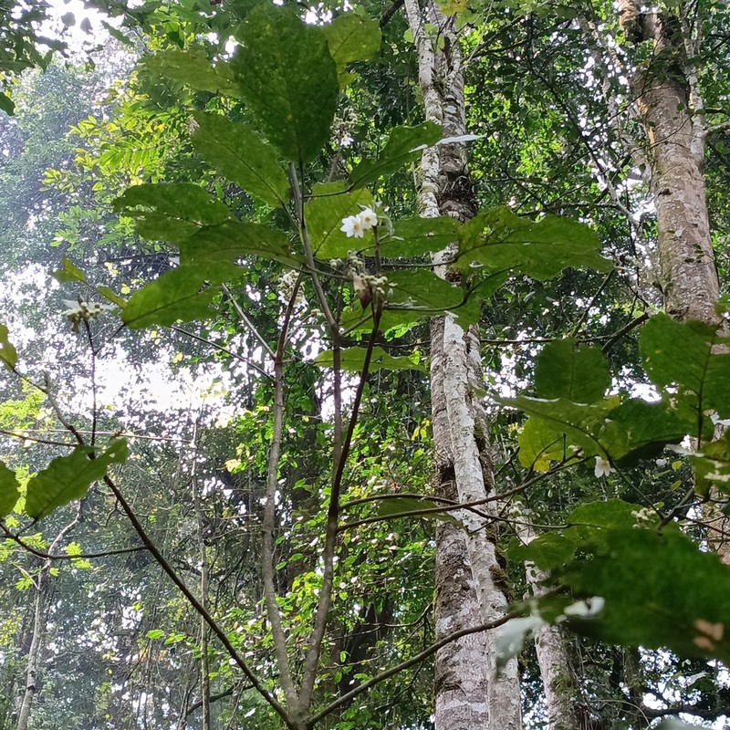 Lindackeria bukobensis photo 2