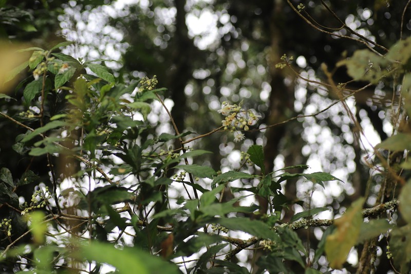 Lindackeria bukobensis photo 3