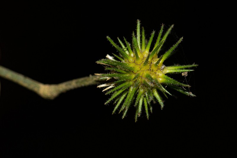 Lindackeria bukobensis photo 4