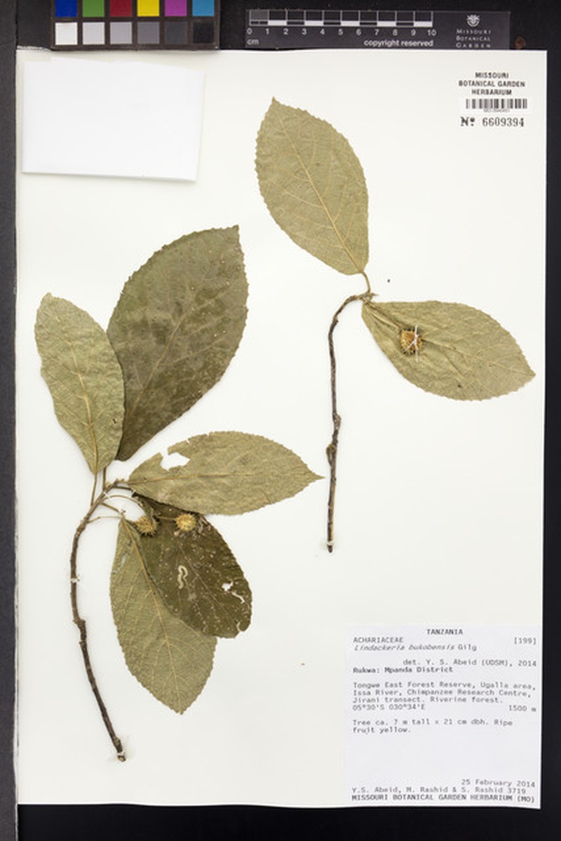 Lindackeria bukobensis photo 5