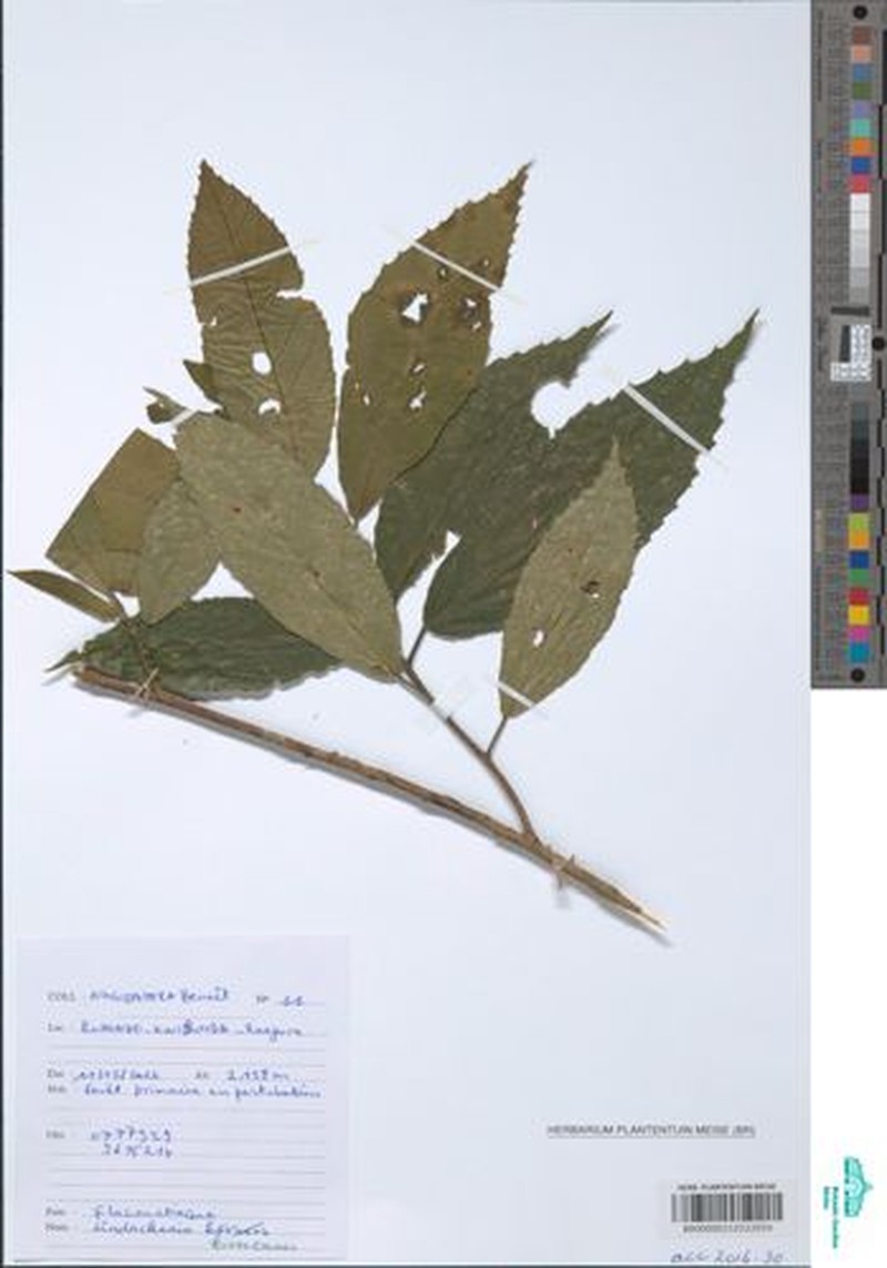 Lindackeria bukobensis photo 6