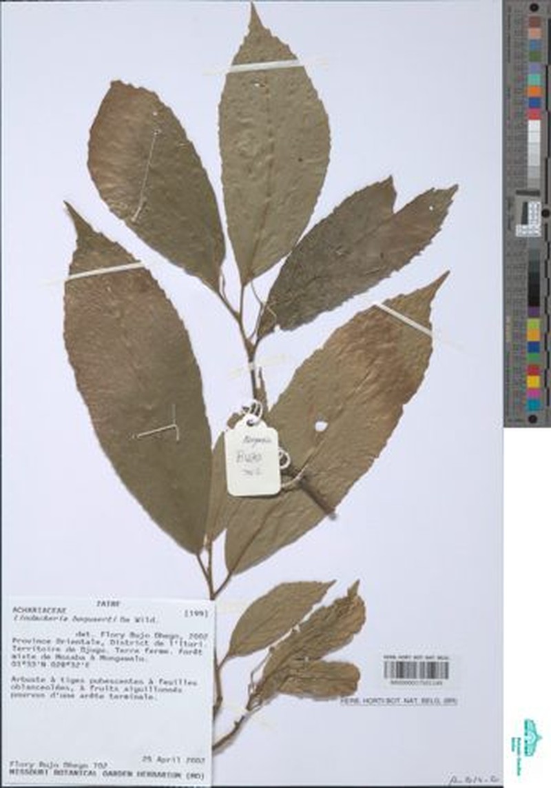 Lindackeria bukobensis photo 8