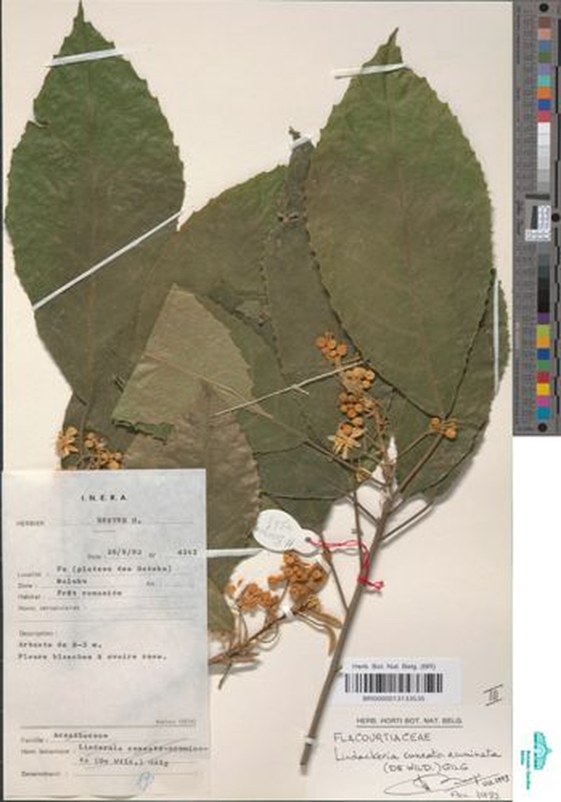 Lindackeria cuneatoacuminata