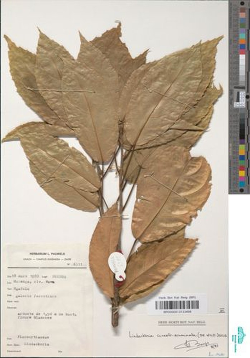 Lindackeria cuneatoacuminata photo 2