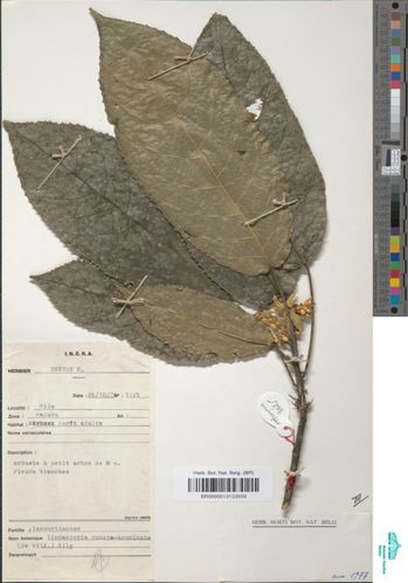 Lindackeria cuneatoacuminata photo 3