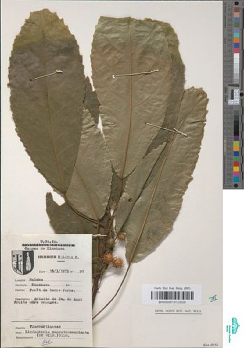 Lindackeria cuneatoacuminata photo 4