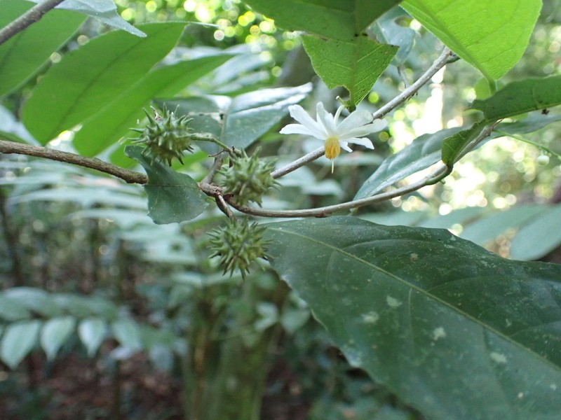 Lindackeria dentata photo 3