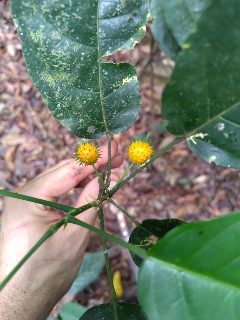 Lindackeria dentata photo 4