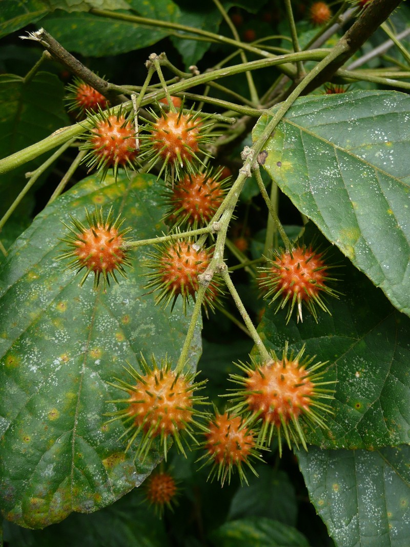 Lindackeria dentata photo 5