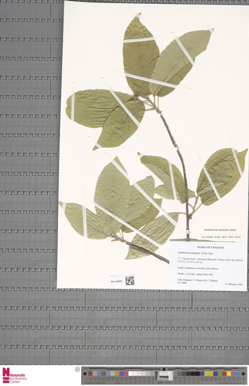 Lindackeria fragrans