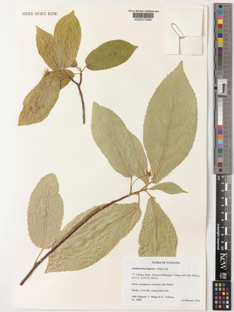 Lindackeria fragrans photo 2