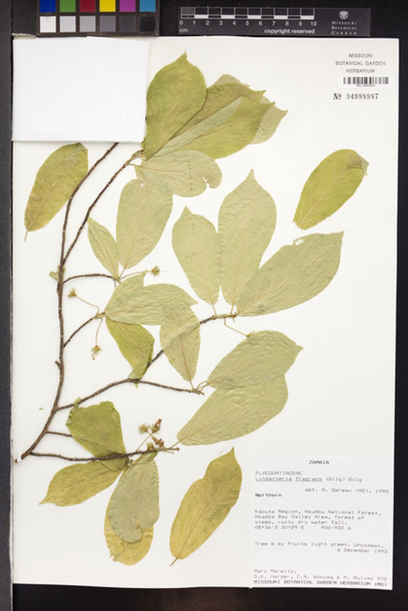 Lindackeria fragrans photo 3